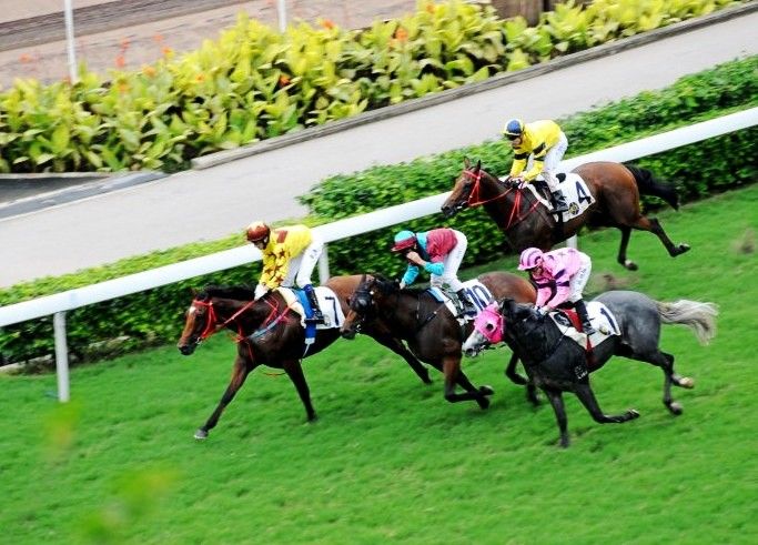 丹山飞驹 大陆赛马网