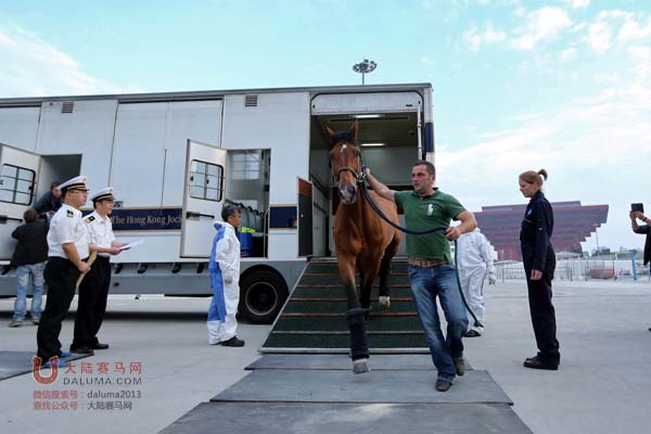 上海浪琴环球马术冠军赛首批参赛马匹今晨抵沪