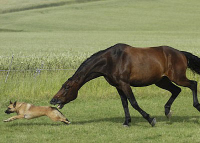 另一种视角
：吃狗肉与吃马肉