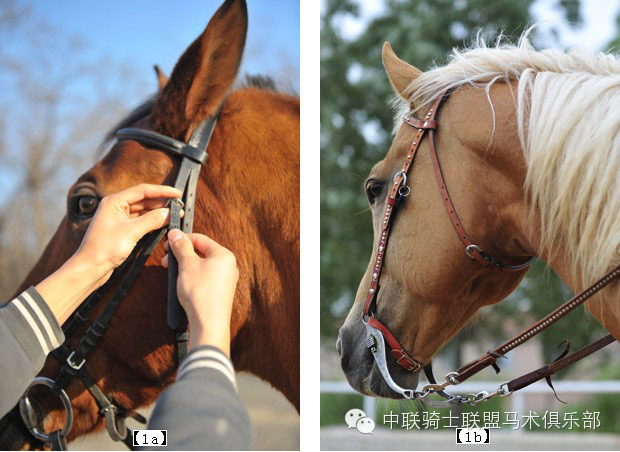 中联骑士联盟马术知识:测评水勒的舒适度 大陆赛马网.jpeg