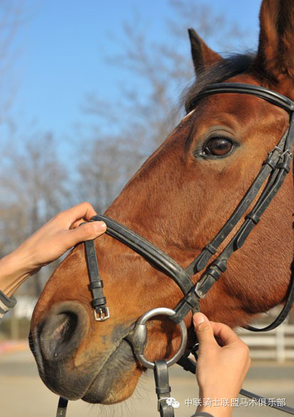 中联骑士联盟马术知识:测评水勒的舒适度 大陆赛马网2.jpeg