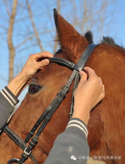 中联骑士联盟马术知识:测评水勒的舒适度 大陆赛马网3.jpeg