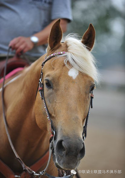 中联骑士联盟马术知识:测评水勒的舒适度 大陆赛马网4.jpeg