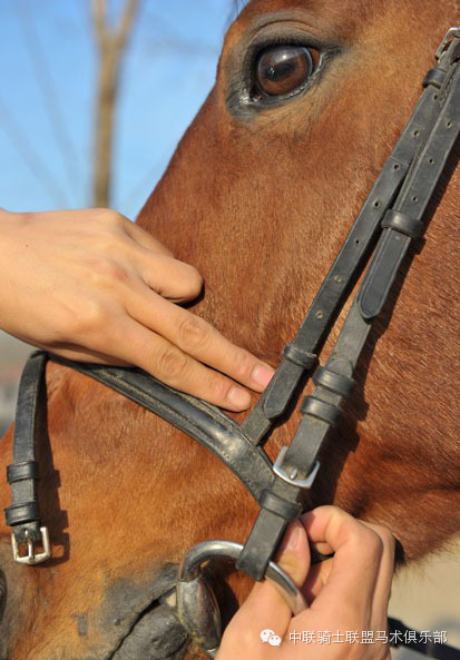 中联骑士联盟马术知识:测评水勒的舒适度 大陆赛马网5.jpeg
