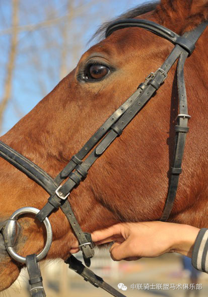 中联骑士联盟马术知识:测评水勒的舒适度 大陆赛马网6.jpeg