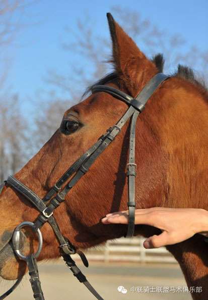 中联骑士联盟马术知识:测评水勒的舒适度 大陆赛马网7.jpeg