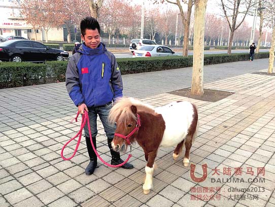 郑州男子街头遛迷你矮马 身高80厘米身价20万