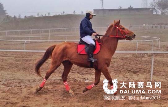 重庆市荣昌万灵马术乐园一个月迎来5000观众