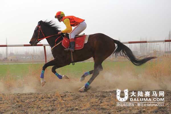 新疆第五届博斯腾杯赛马会收官 巴力肯蝉联年度马王 大陆赛马网3.jpg
