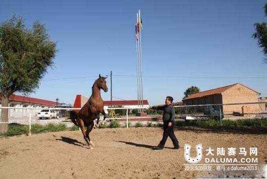 女儿不善交际爱骑马 父亲建马场帮其找自信
