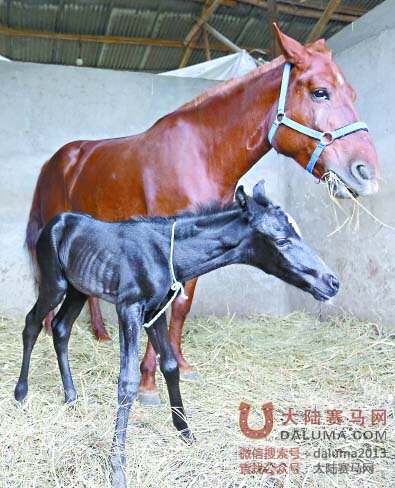 华中地区诞生首匹汗血马驹