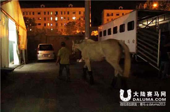 走进中国马术巡回赛上海站�！那些你不知道的幕后故事