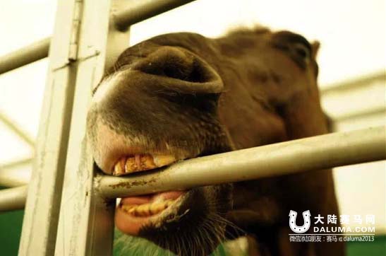 先睹为快!告诉你中国马术巡回赛魅力现场如何炼成 大陆赛马网.jpg