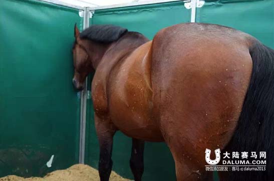 先睹为快!告诉你中国马术巡回赛魅力现场如何炼成 大陆赛马网5.jpg