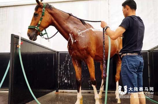先睹为快!告诉你中国马术巡回赛魅力现场如何炼成 大陆赛马网10.jpg