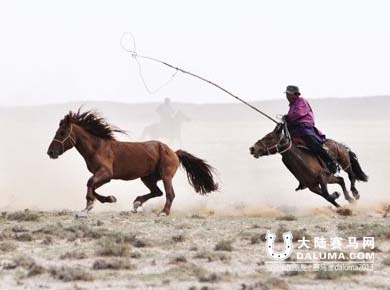 内蒙古乌拉特中旗：家门口的马文化节