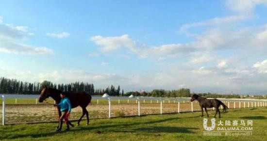 新疆投资上亿马场国庆开赛 豪购50辆汽车作奖品 大陆赛马网.jpg