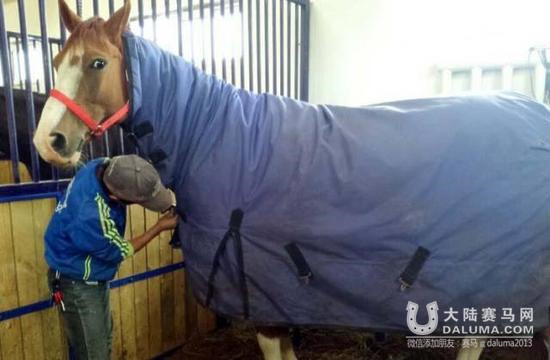 新疆投资上亿马场国庆开赛 豪购50辆汽车作奖品 大陆赛马网.jpg