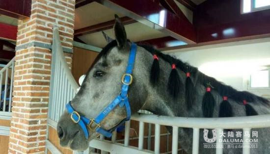 新疆投资上亿马场国庆开赛 豪购50辆汽车作奖品 大陆赛马网.jpg