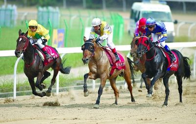 11场大赛70余中外骑手 武汉国际赛马节周六开跑