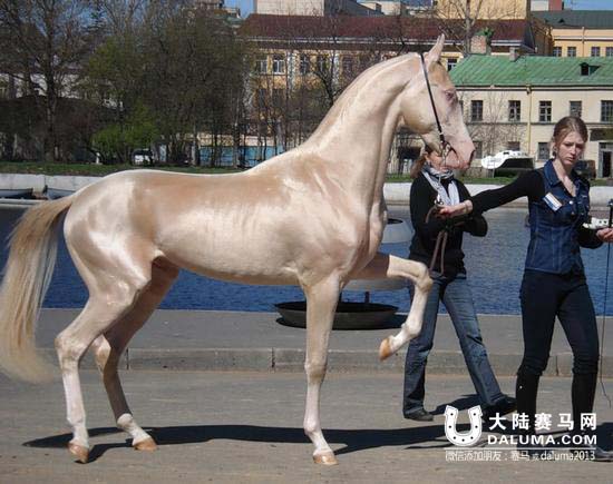 十匹汗血宝马抵达珠海将参加中国国际马戏节
