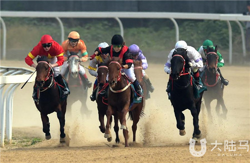 武汉国际赛马节昨日开赛 伊犁马惊艳亮相