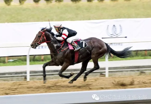 “魔咒” (Magic Spell)周末在武汉夺冠,骑师覃勇.jpg