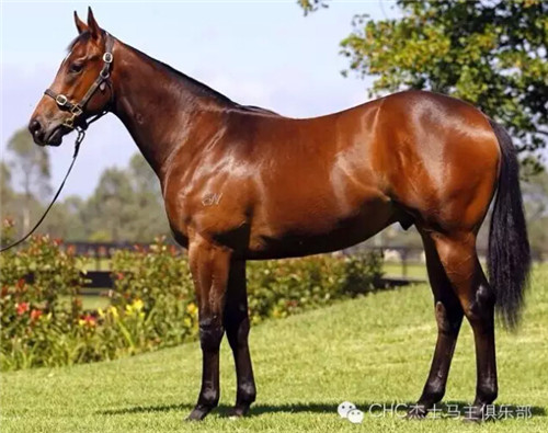 CHC新星赛马“一哥”(Super One) 蓄势待发 大陆赛马网.jpg