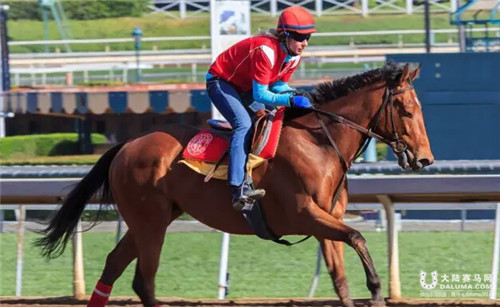 中国护照赛马“战鼓”美国锦标赛列三甲1.jpg