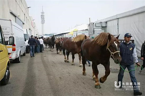 这场最重要的国际展览会今年迎来了60个品种3000匹马.jpg