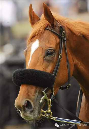 “嘉峪关”又赢了! 大陆赛马网.png