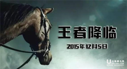 武汉速度赛马总决赛即将打响！年度马王花落谁家