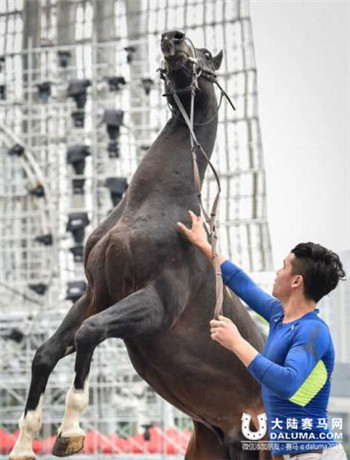 天马再驾临羊城 拉开南北马业合作新序幕.jpg