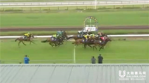 莱德“蒙古系”又添两匹劲驹:新西兰试闸分获第一名