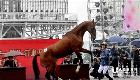 天马腾珠水 20匹汗血马齐聚广州选美