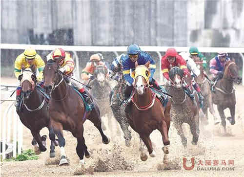 武汉速度赛马年度总决赛收官 遵化赛马获年度马王