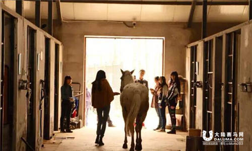 北体大马术社团创立者沈子墨：真正骑士精神很强大