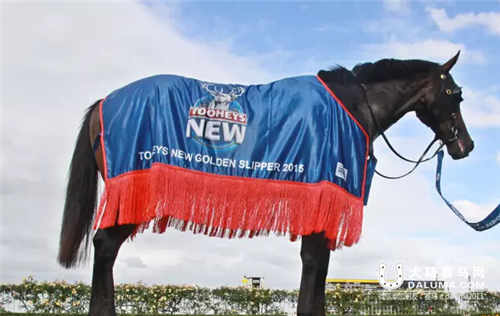 CHC杰士马主旗下金拖鞋大赛冠军赛马“温哥华”转战欧洲赛场.jpg