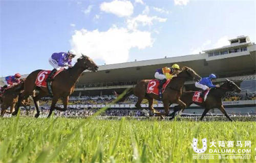 澳洲赛马业更加重视中国市场:悉尼举办中国赛马日活动 1.jpg