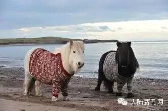 法国小女孩“跨国寻马”路上的爱心传奇 (4).jpg