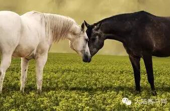 法国小女孩“跨国寻马”路上的爱心传奇 (5).jpg