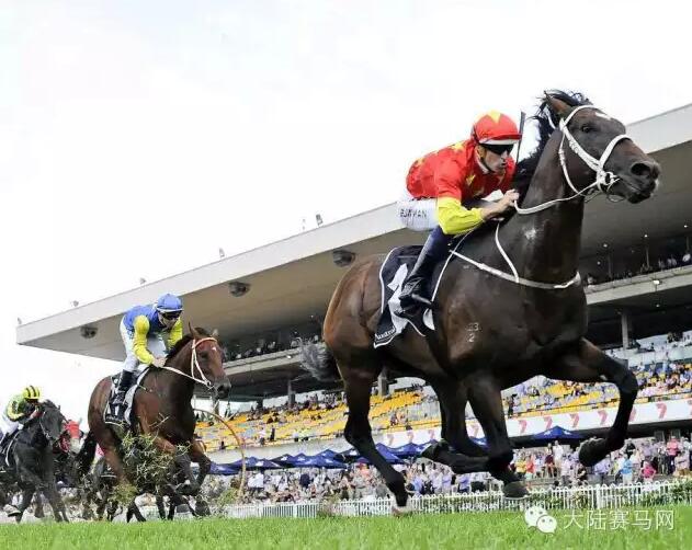 轻取160万奖金：CHC杰士旗下国王和皇后赛驹同日连夺两冠