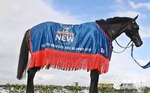 1亿!CHC杰士马主俱乐部天价购入金拖鞋大赛头号热门“极选”4.jpg