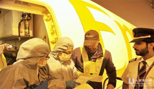 50匹赛马从迪拜飞抵成都参加比赛