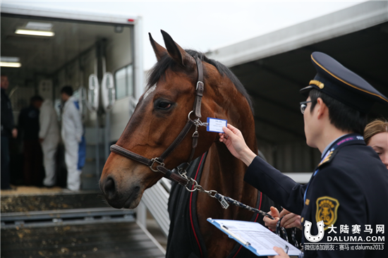 上海浪琴环球马术冠军赛首批赛马今晨抵沪 (7).png