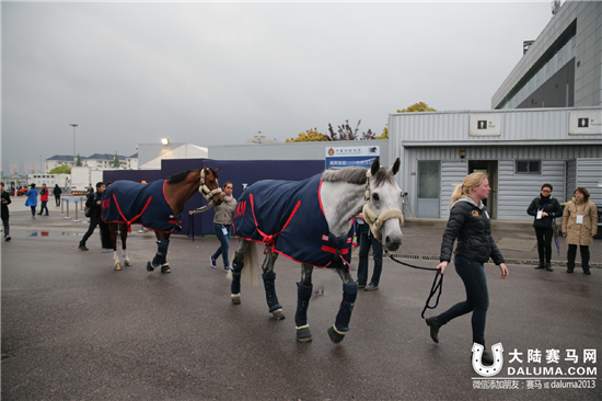 上海浪琴环球马术冠军赛首批赛马今晨抵沪 (8).png