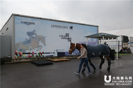 上海浪琴环球马术冠军赛首批赛马今晨抵沪 (9).png