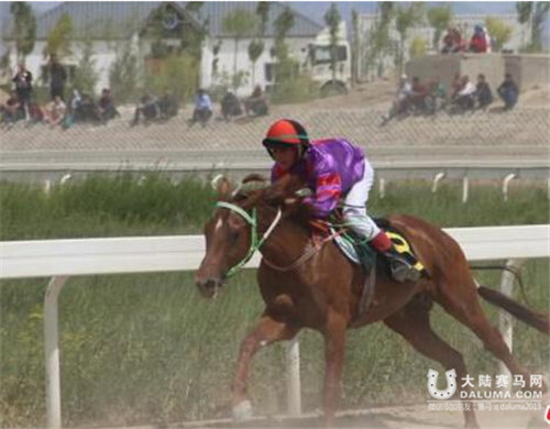 中国速度赛马大奖赛举行 汗血宝马亮相库尔勒3.jpg