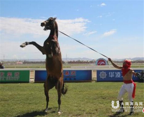 中国速度赛马大奖赛举行 汗血宝马亮相库尔勒5.jpg