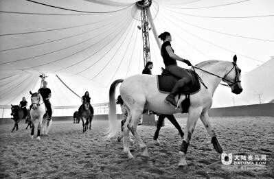 《舞马》票房太火爆加演 探秘“人和马”的背后